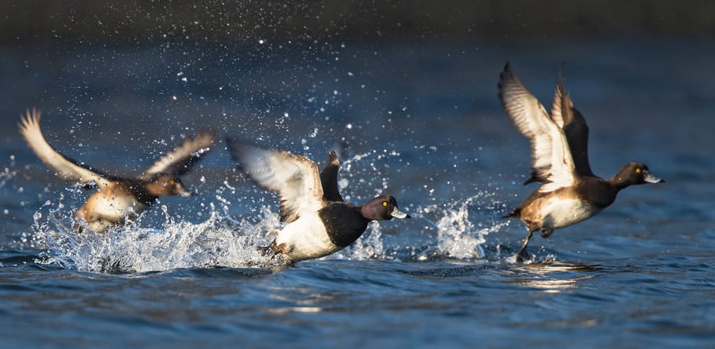 Avian flu has jumped from chickens to wild birds and is spreading fast.