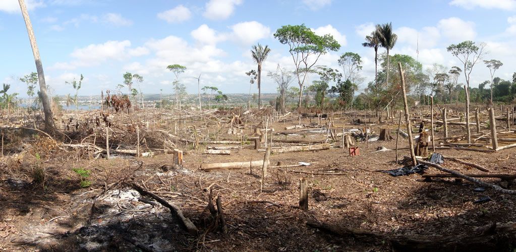 Zero deforestation in the Amazon is now possible