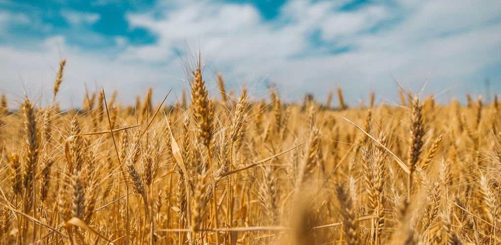 Russia and Ukraine reach agreement on Black Sea Grain Initiative