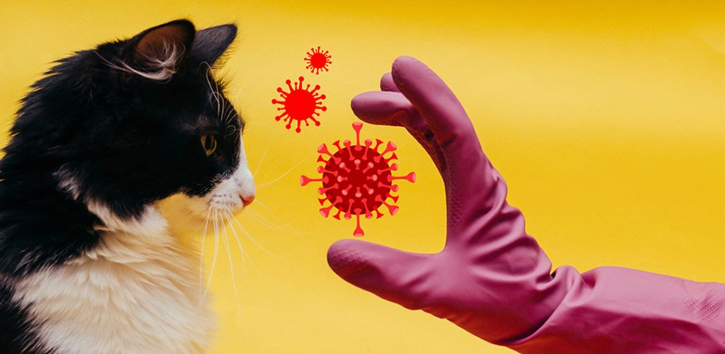 Feline coronavirus and bird flu kill cats across Europe