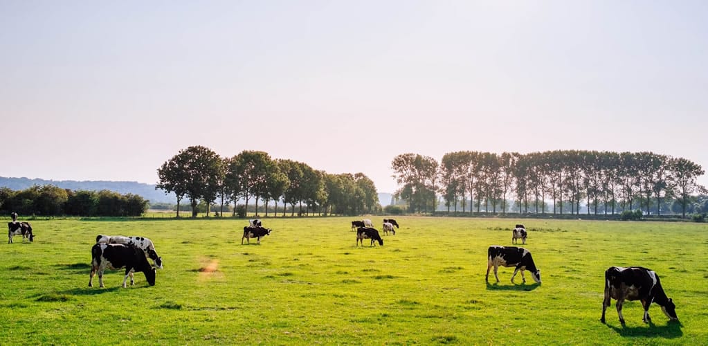 Ditching meat could release vital land to produce energy and remove carbon from the atmosphere