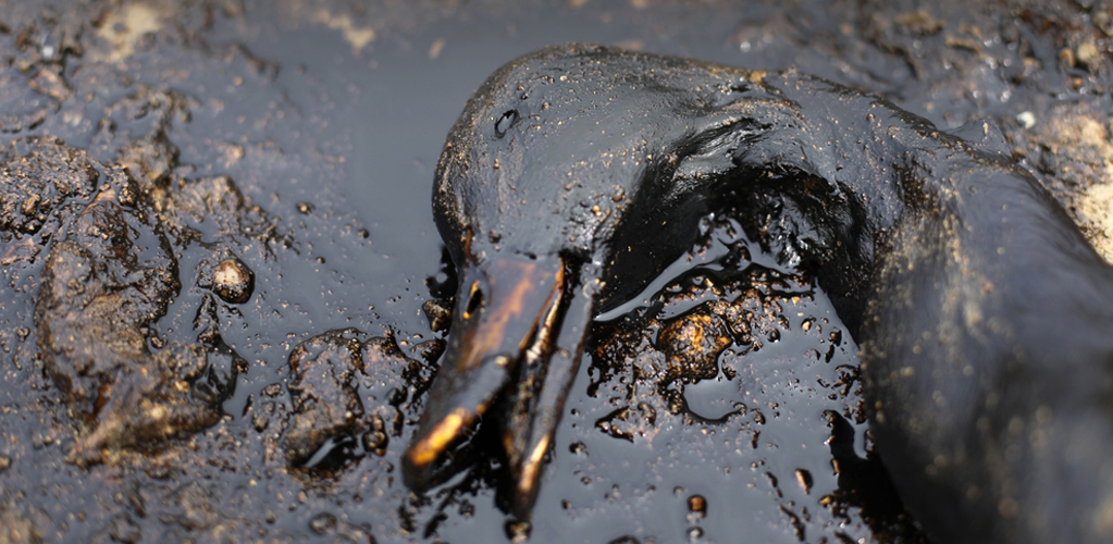 Oil pollution in the North Sea is ‘grossly underestimated’, suggests new report