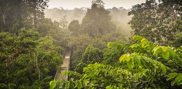 The women warriors fighting fires and defending biodiversity in Borneo