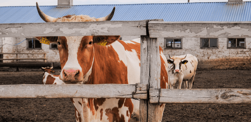 World’s biggest meat and dairy companies spend more on ads than cutting emissions